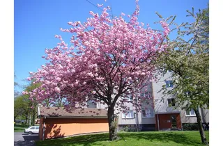 Inlandsgatan 38C